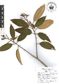 Miconia xalapensis image