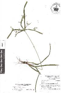 Cyperus laxus image