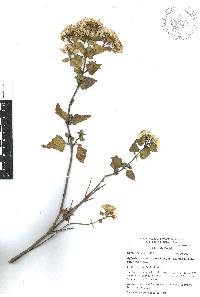 Ageratina espinosarum image