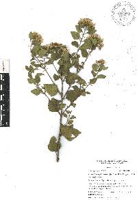 Ageratina espinosarum image