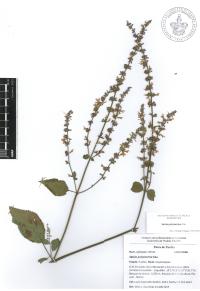 Salvia polystachia image