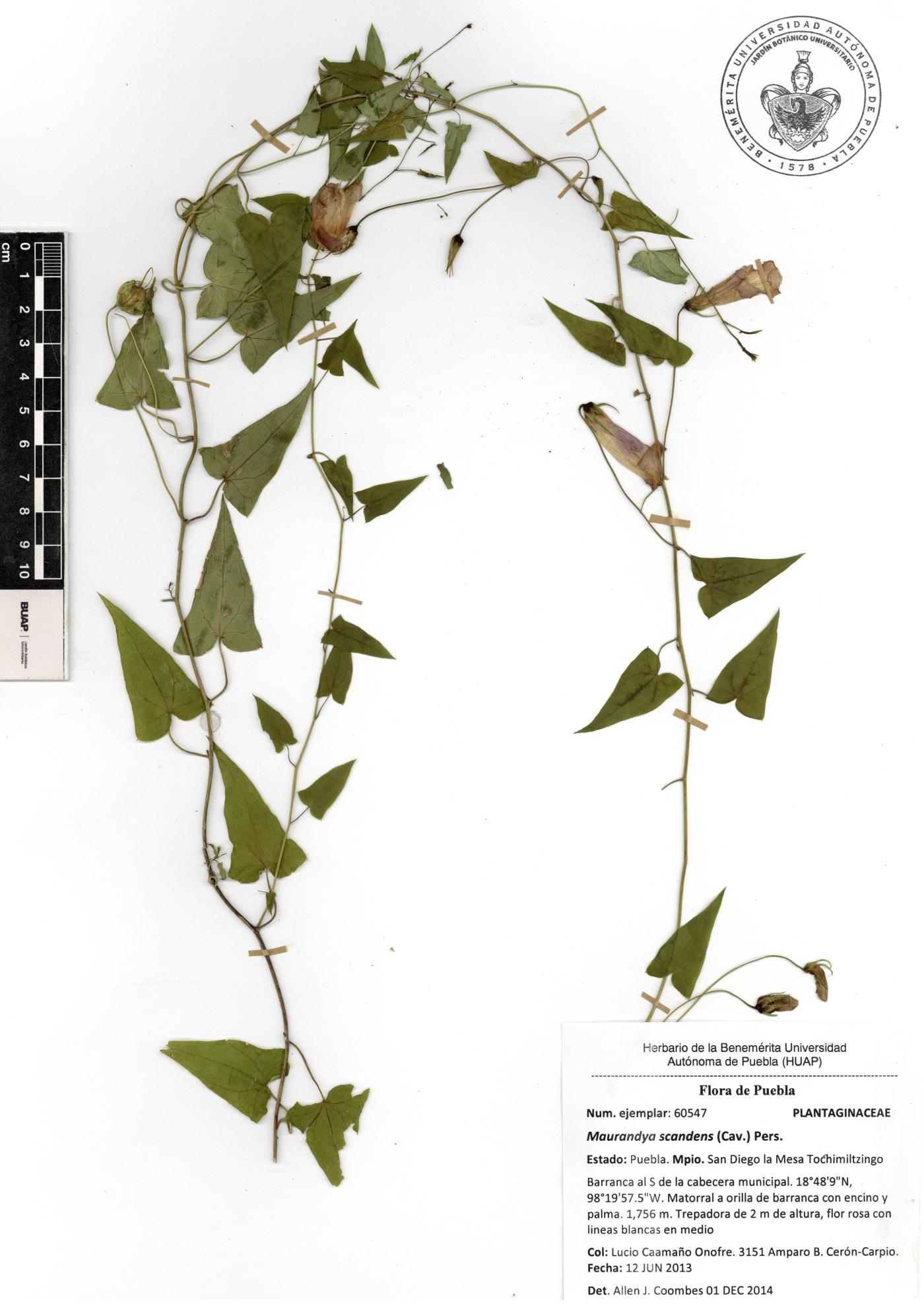 Maurandya scandens image