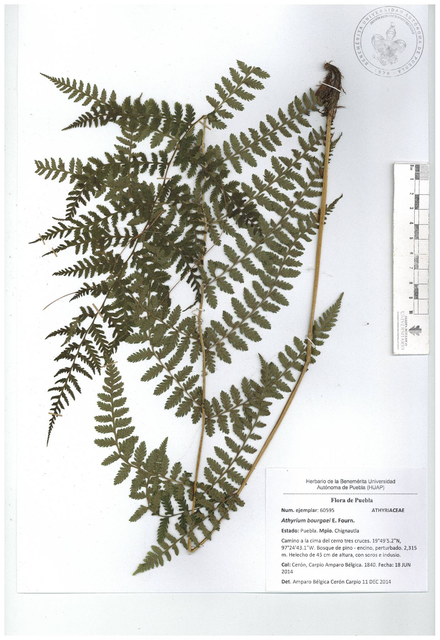 Athyrium bourgaei image