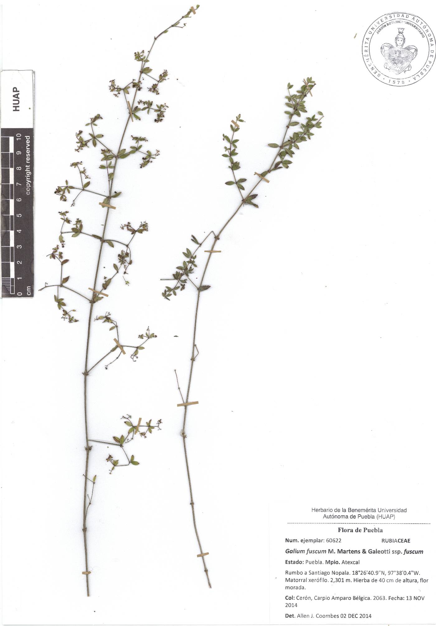 Galium fuscum subsp. fuscum image
