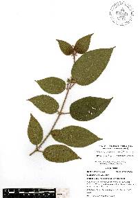 Miconia crenata image