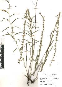 Lithospermum strictum image