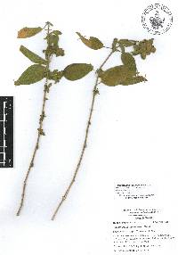 Tetramerium glutinosum image