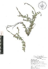 Verbena canescens image