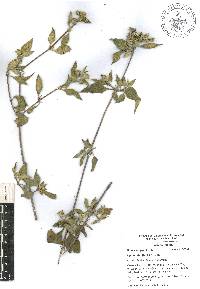 Lippia alba image