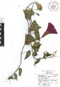 Ipomoea orizabensis image