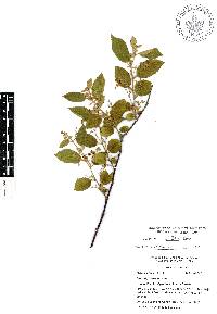 Guazuma ulmifolia image