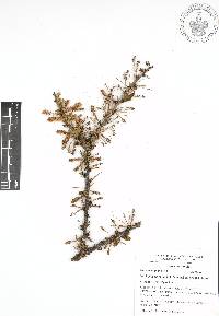 Vachellia bilimekii image
