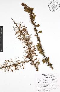 Vachellia bilimekii image
