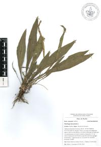 Plantago lanceolata image