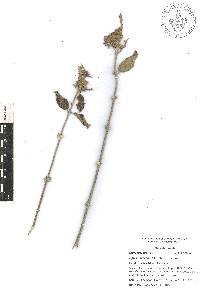 Lippia oaxacana image