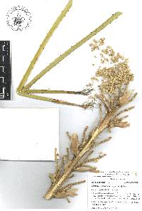 Dasylirion acrotrichum image