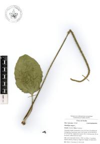 Plantago major image