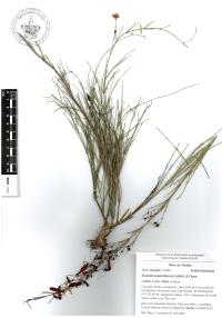 Russelia equisetiformis image