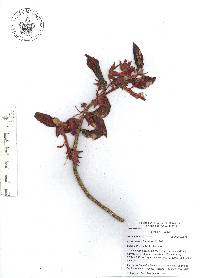 Columnea schiedeana image