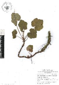 Heuchera longipetala image