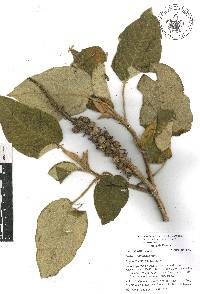 Croton stipulaceus image