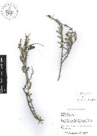 Salvia thymoides image