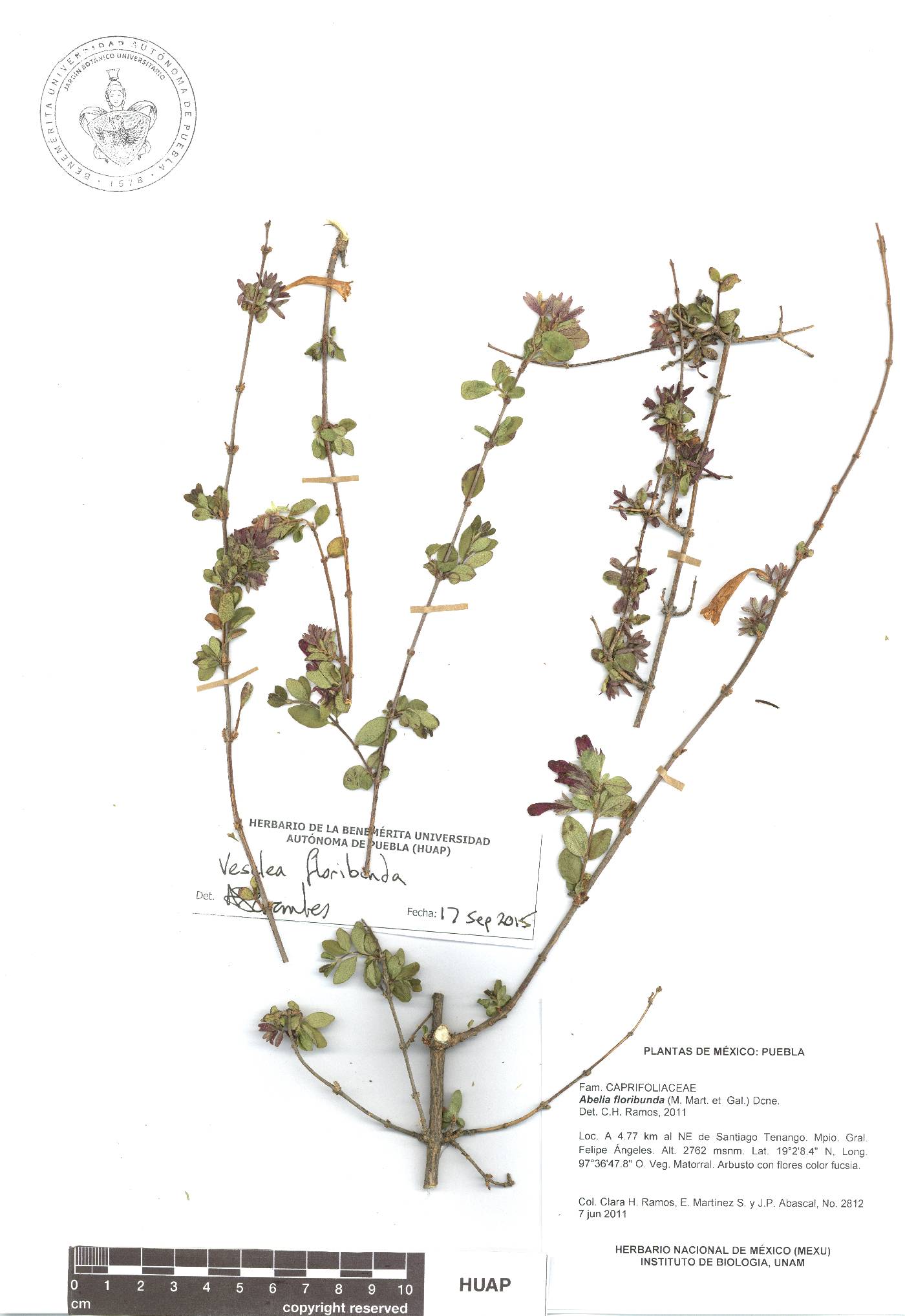 Vesalea floribunda image