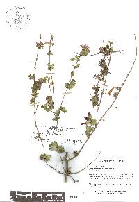 Vesalea floribunda image