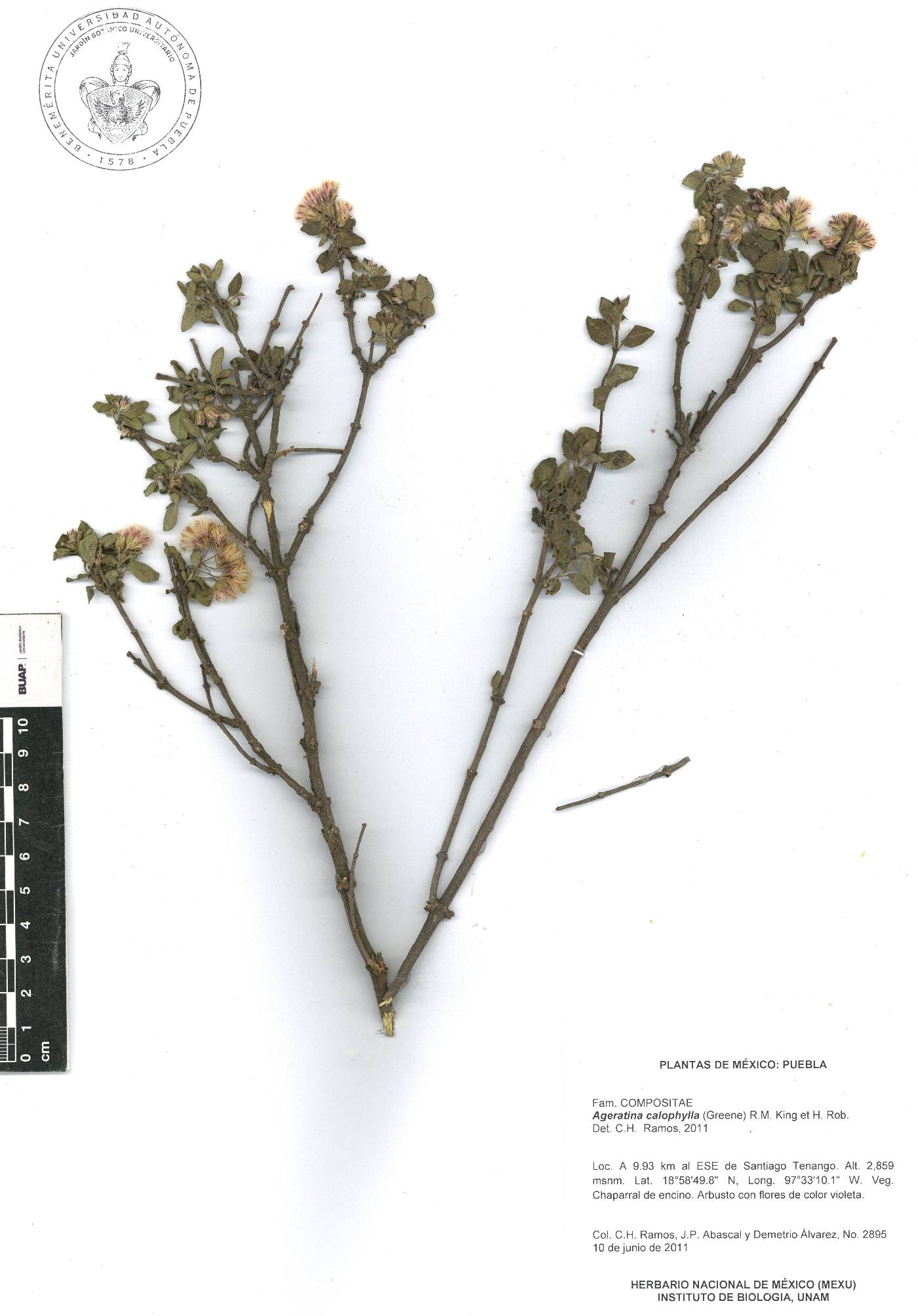 Ageratina calophylla image