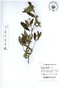 Chaetogastra longifolia image