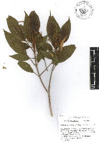 Miconia fulvostellata image