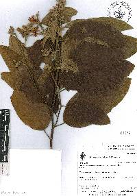 Trichospermum mexicanum image