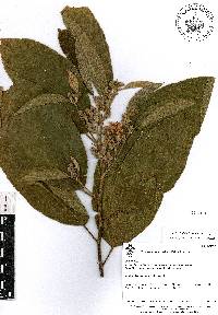 Trichospermum mexicanum image