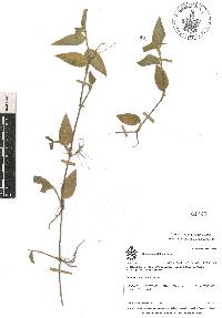 Commelina diffusa image