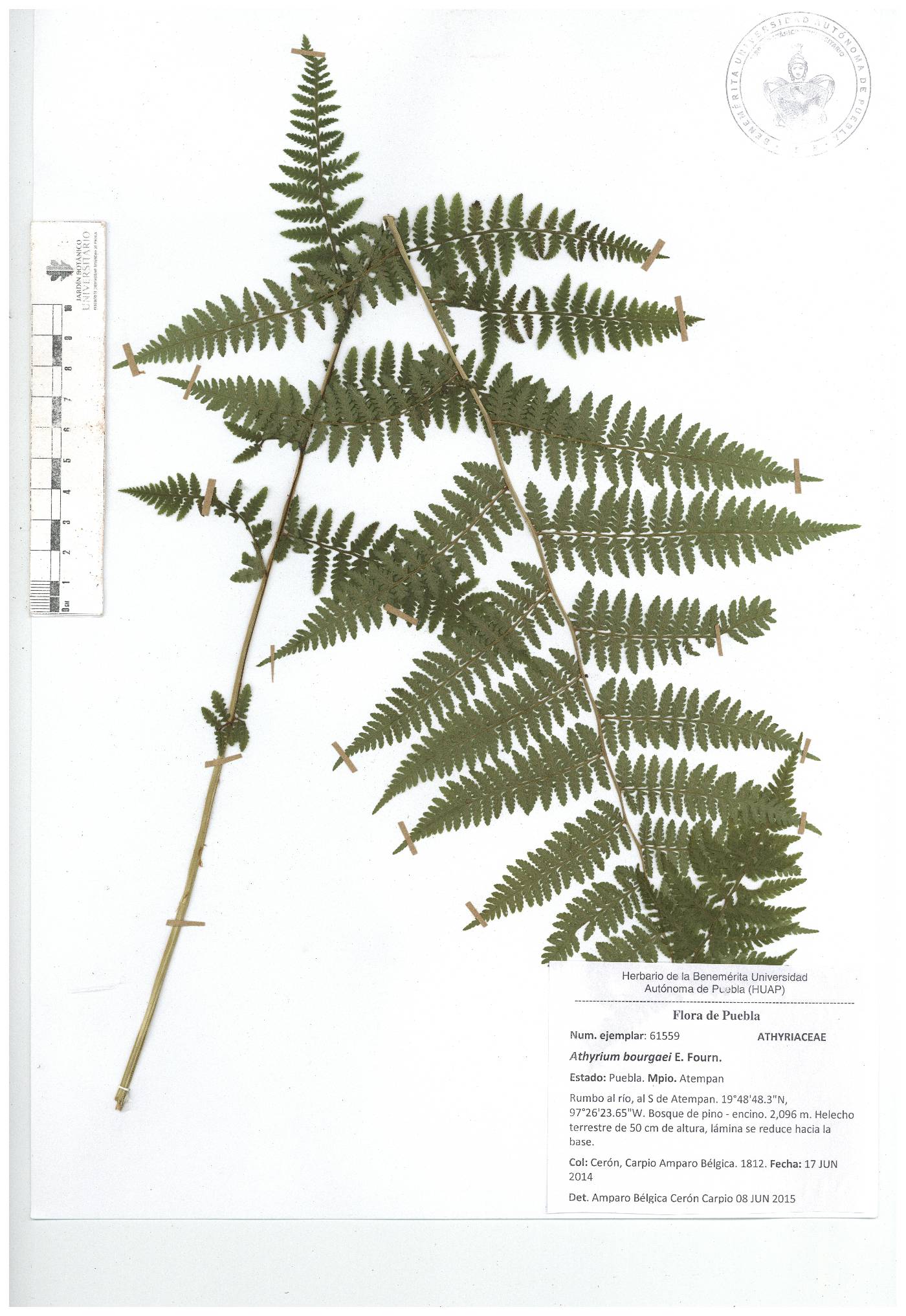 Athyrium bourgaei image