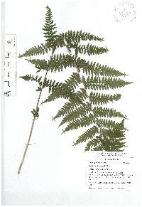 Athyrium bourgaei image