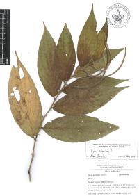 Piper aduncum image