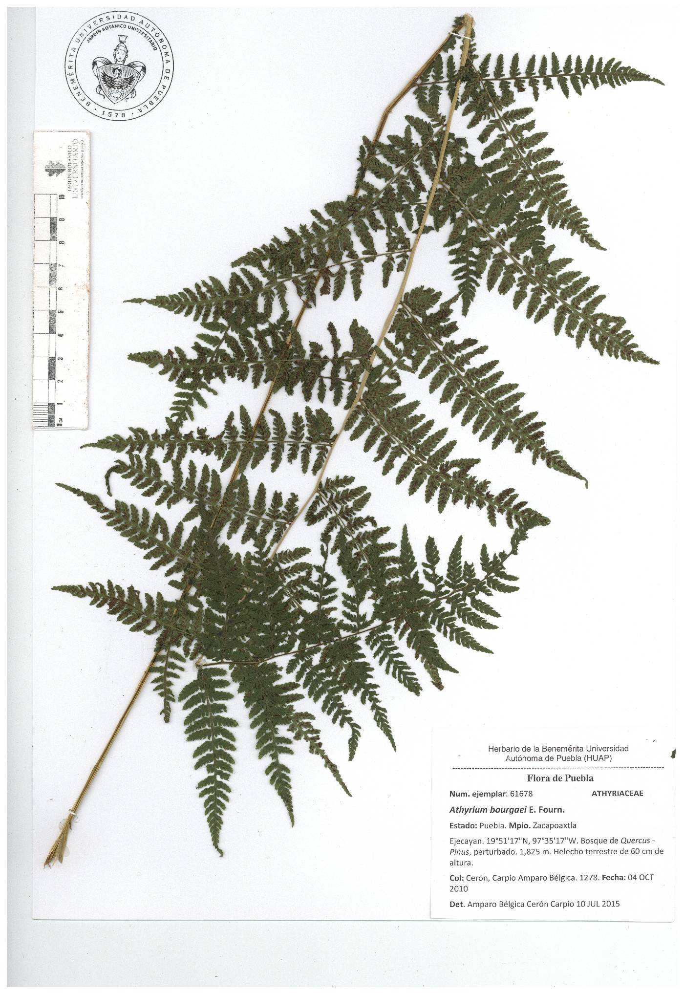 Athyrium bourgaei image