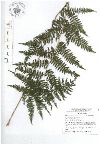 Athyrium bourgaei image