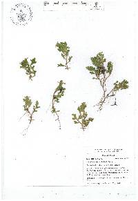 Selaginella stenophylla image