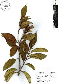 Miconia subhirsuta image