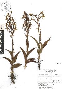 Habenaria jaliscana image