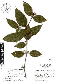 Miconia crenata image