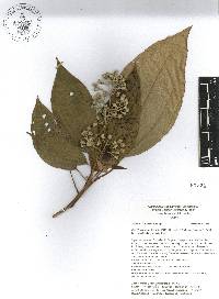 Miconia dodecandra image