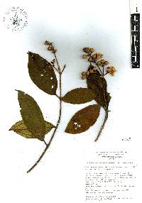 Miconia subhirsuta image