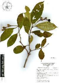 Miconia subhirsuta image