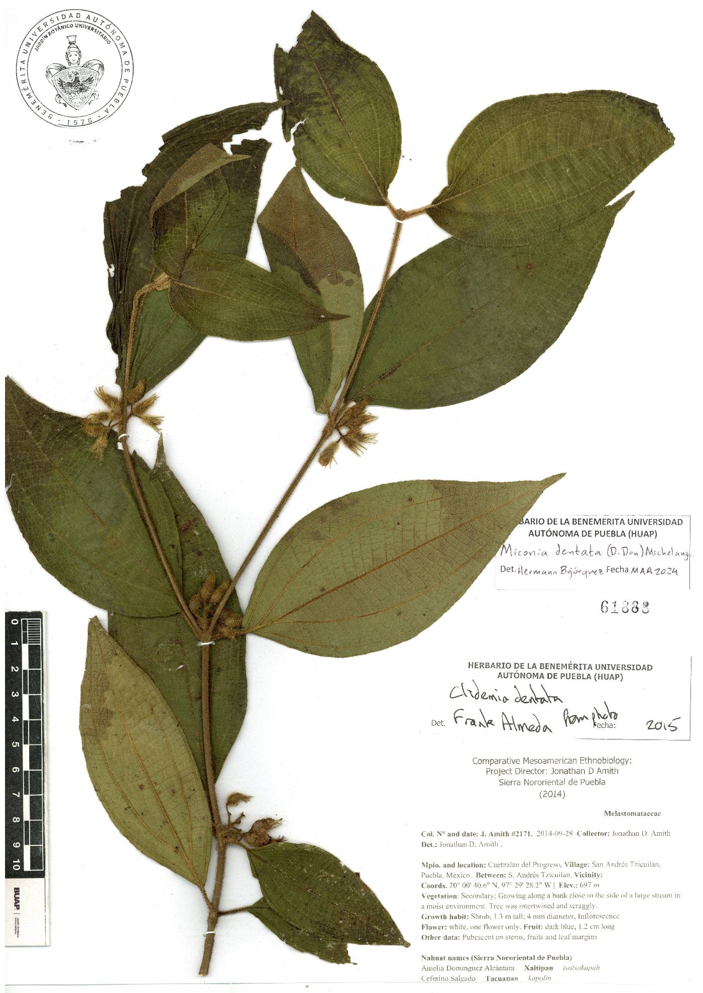 Miconia dentata image