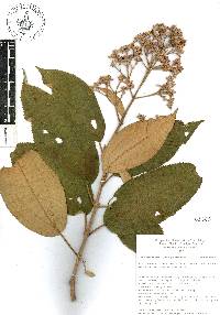 Miconia xalapensis image