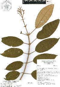 Miconia xalapensis image