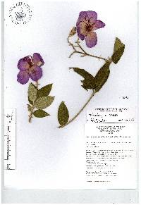 Pleroma urvilleanum image